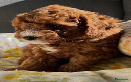 Labradoodle dogs for sale: Mini Red Labradoodle 🧬 clear  - Image 6
