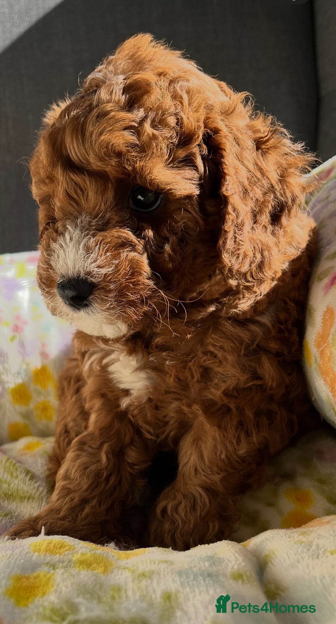 Labradoodle dogs for sale: Mini Red Labradoodle 🧬 clear  - Image 6