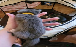 Domestic Shorthair cats for sale: 9 beautiful kittens - Image 6
