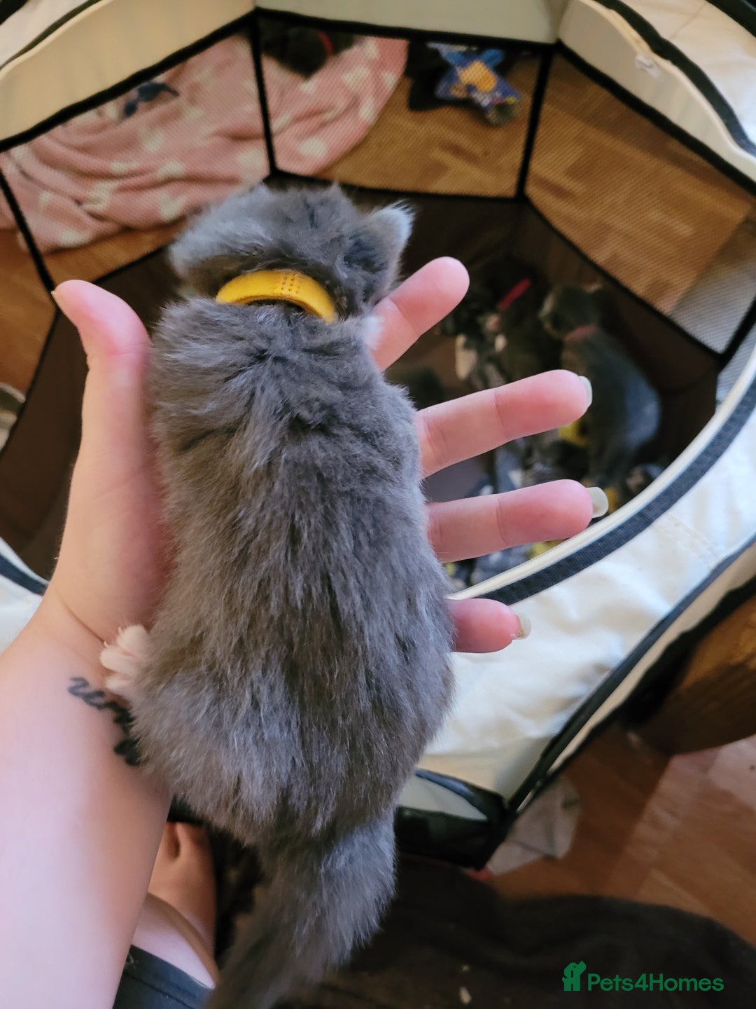 Domestic Shorthair cats for sale: 9 beautiful kittens - Image 6
