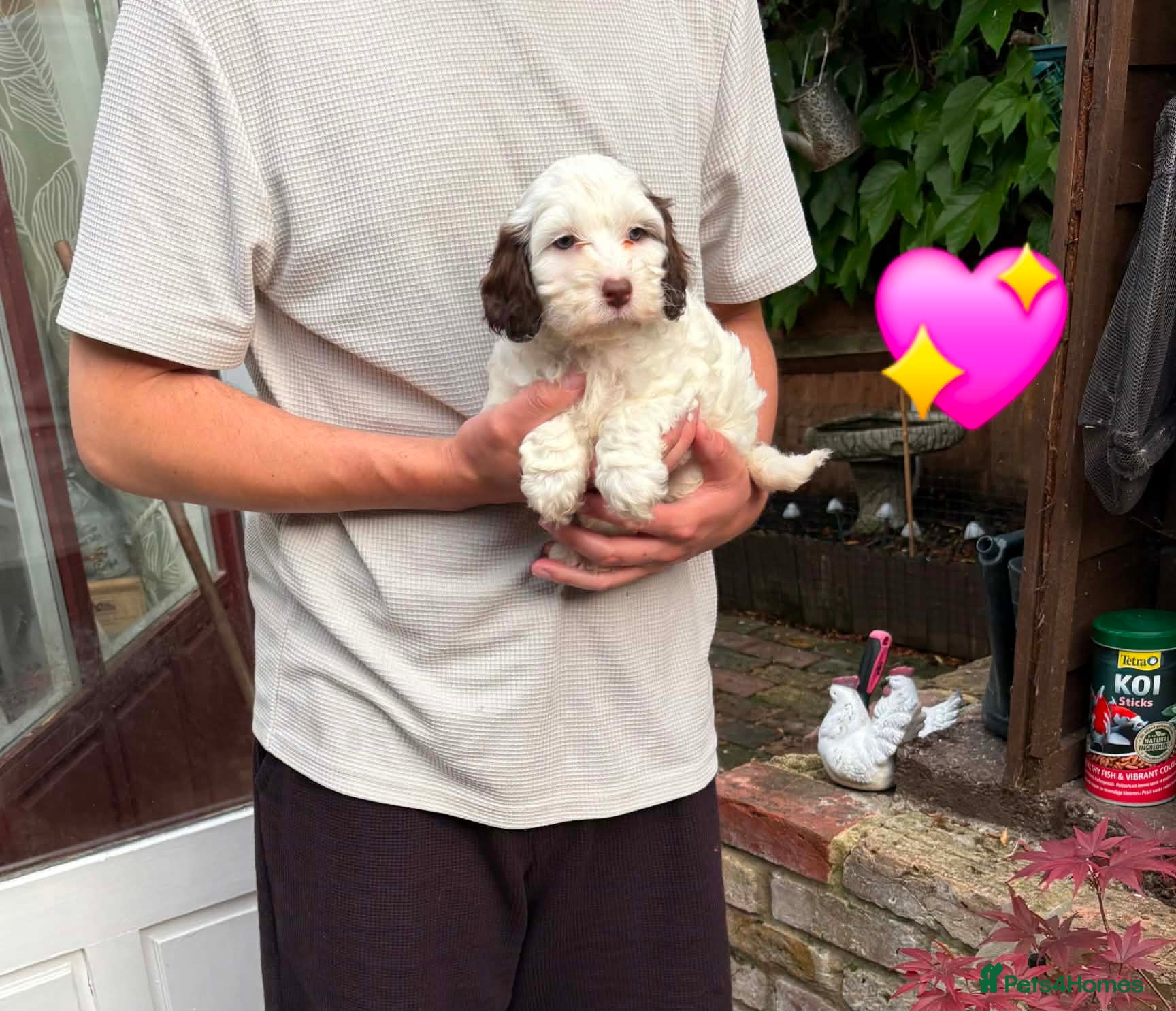 Cockapoo dogs READY NEXT WEEK Lovely F1 Cockapoo Puppies! - Advert 9