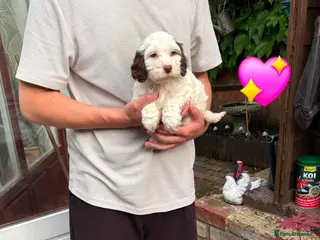 Cockapoo dogs READY NEXT WEEK Lovely F1 Cockapoo Puppies! - Advert 9