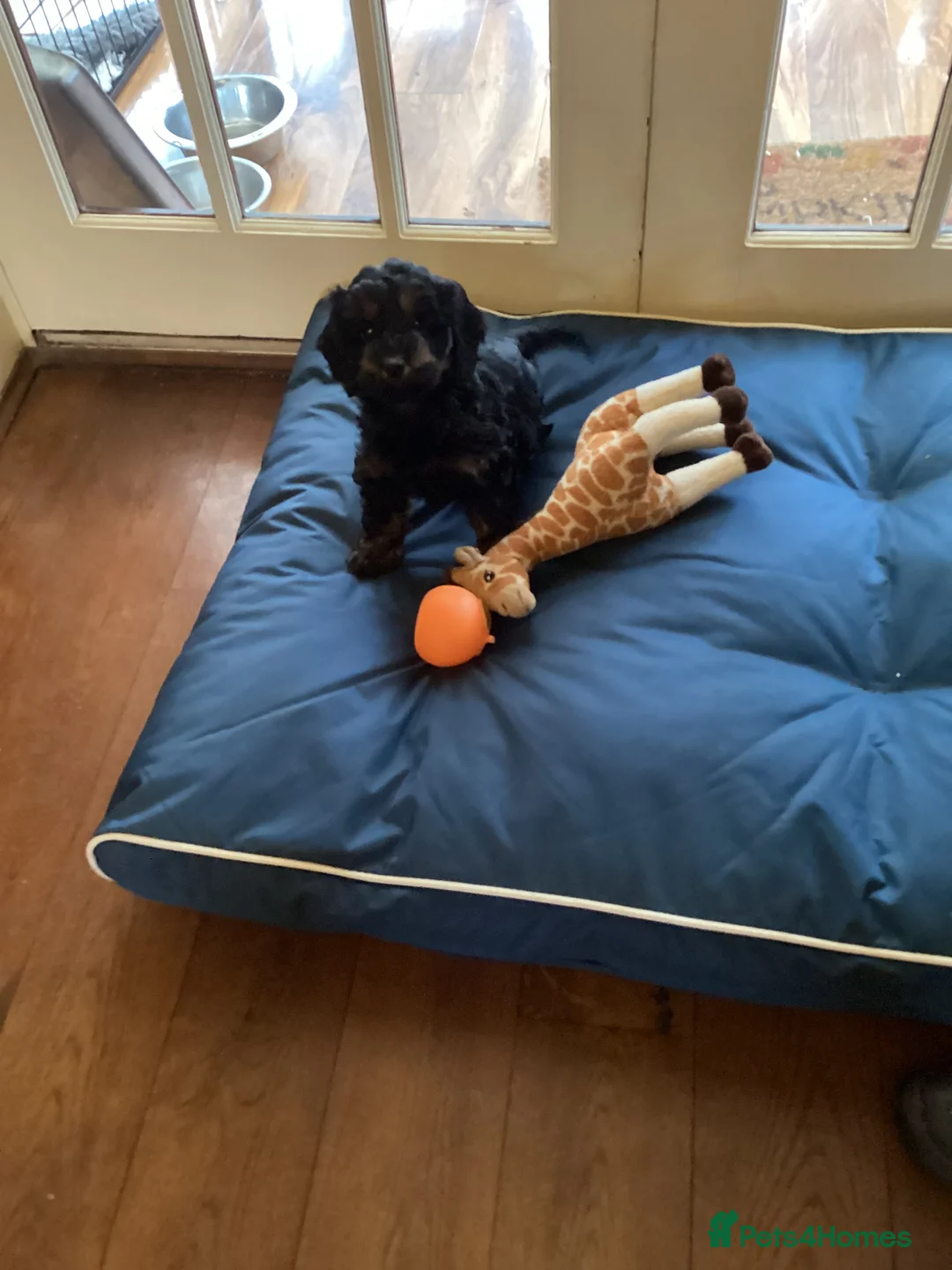 Cockapoo dogs for sale: Cockerpoo  - Advert 2