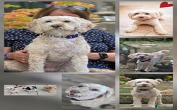 Cockapoo dogs for adoption: Sensitive Lilly looking for her forever home - Image 2