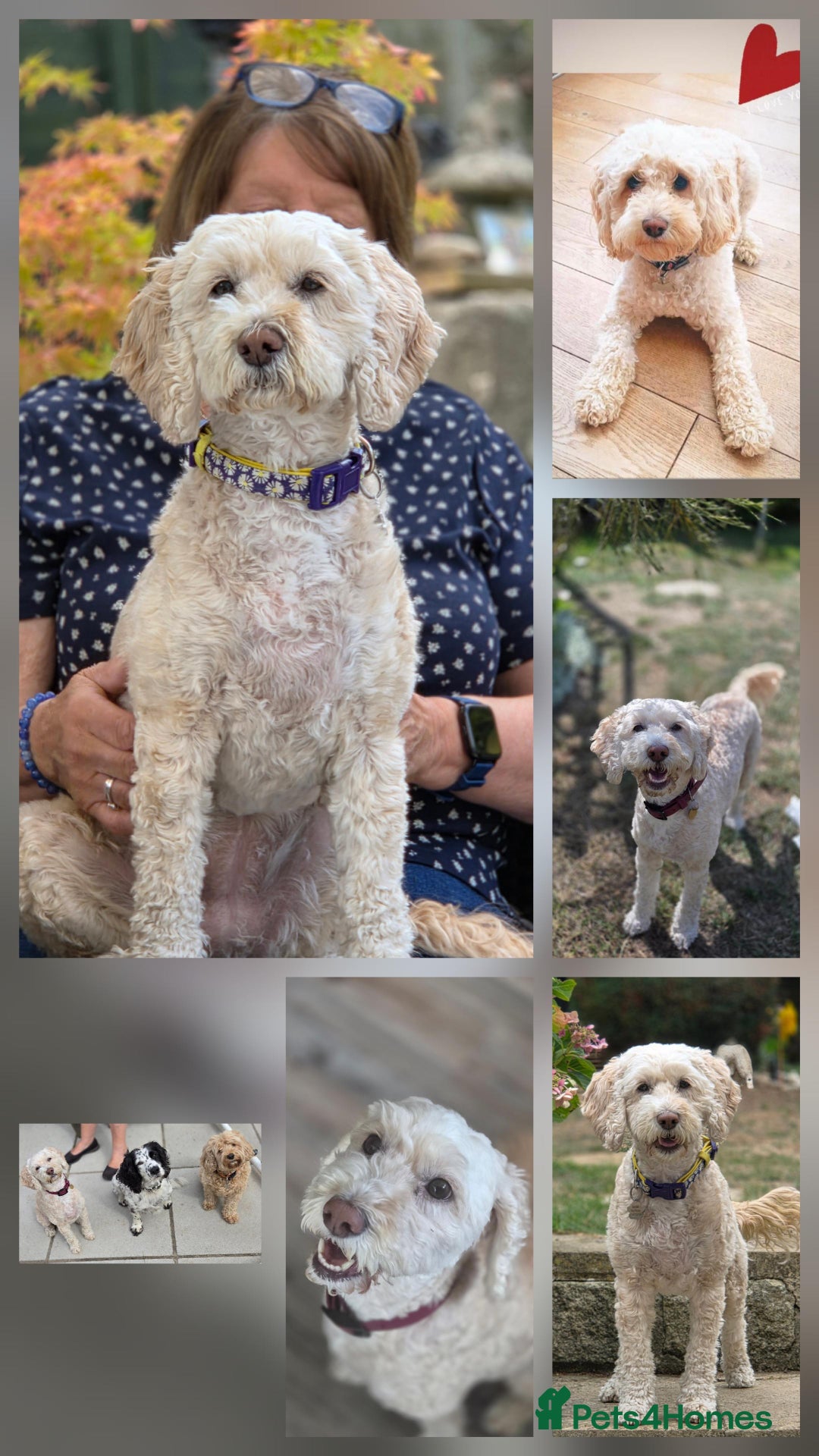 Cockapoo dogs for adoption: Sensitive Lilly looking for her forever home - Image 2