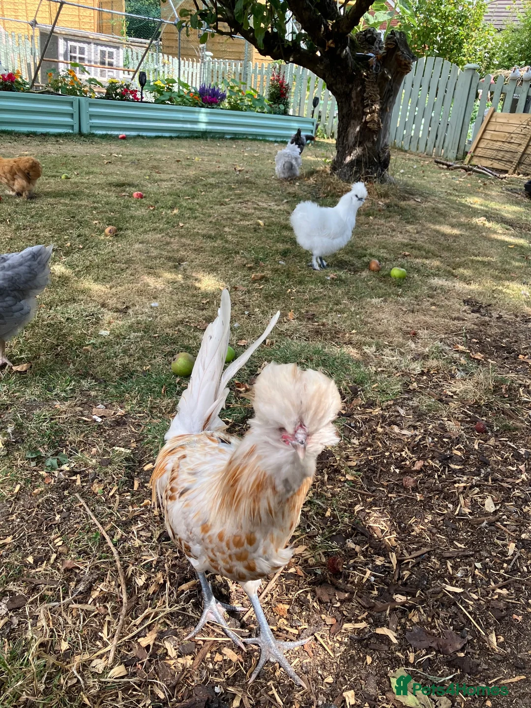 Chickens poultry for sale: Polish Cockerel - Advert 12