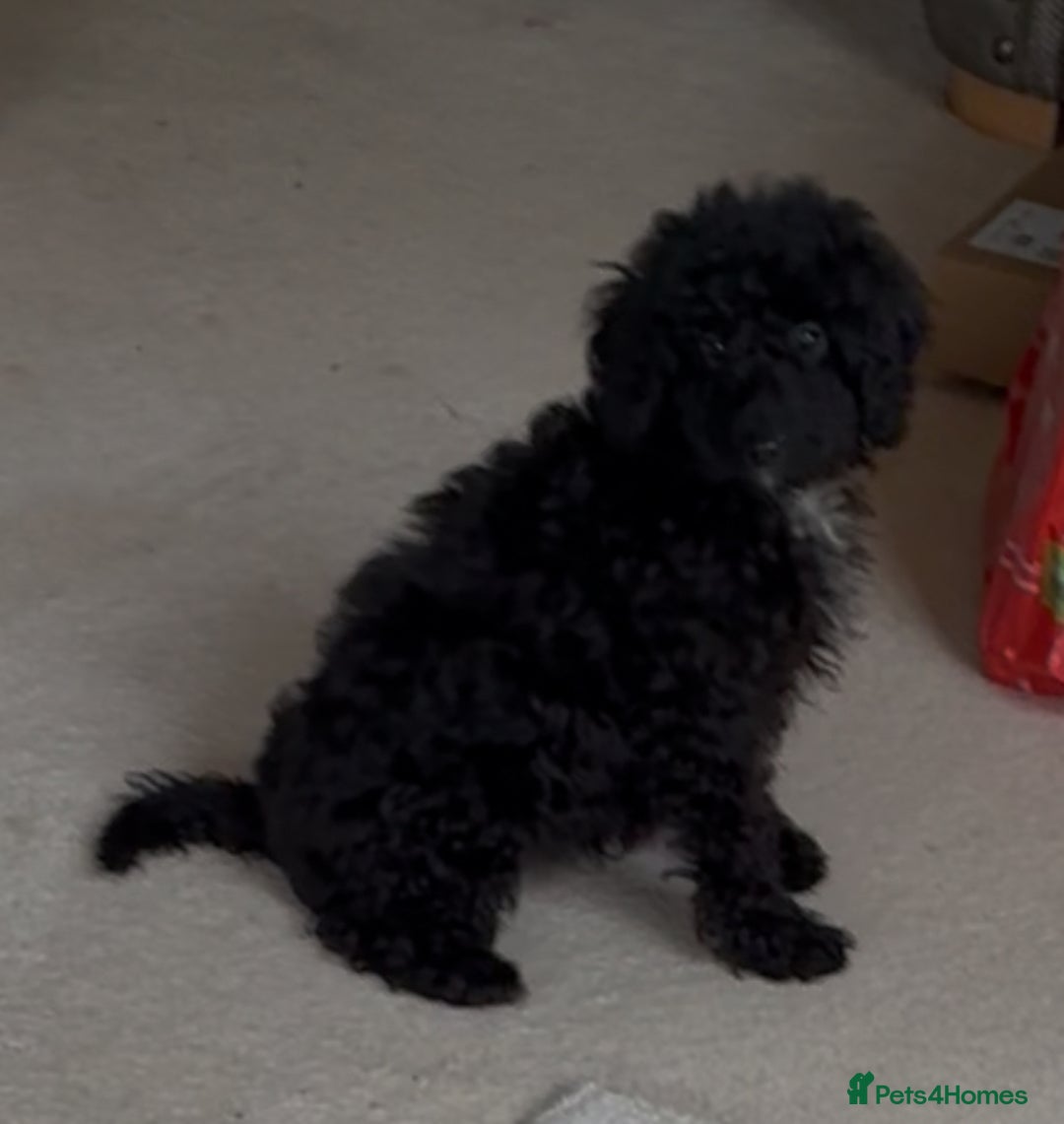 Miniature Poodle dogs for sale: Poodle x last girl fully vaccinated  - Advert 6