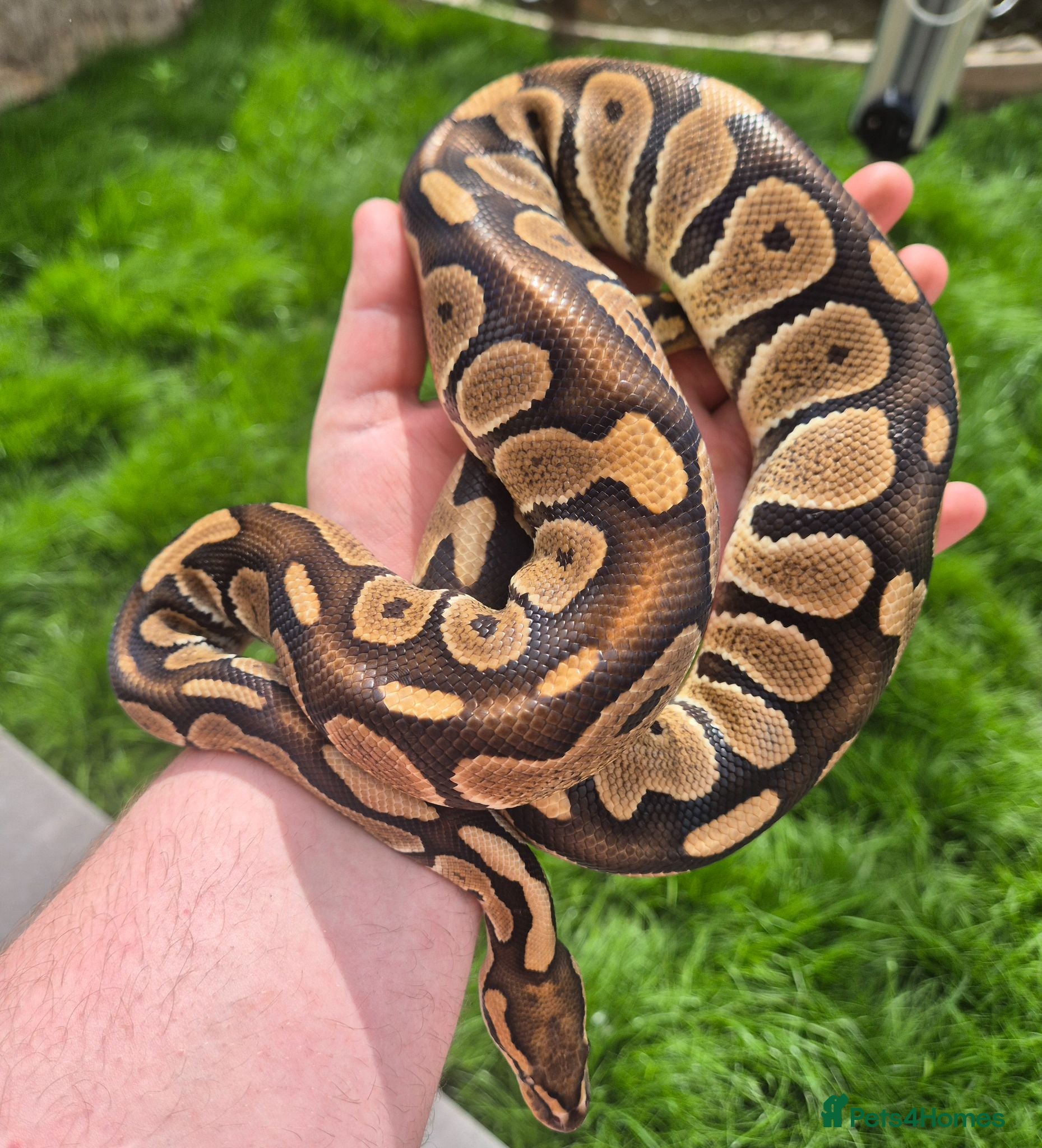 Mixed Breed reptiles Royal python for sale  - Advert 1