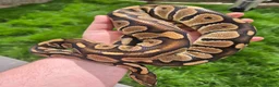 Mixed Breed reptiles for sale: Ball python for sale  weekend sale  - Advert 4