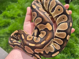 Mixed Breed reptiles Royal python for sale - Advert 18