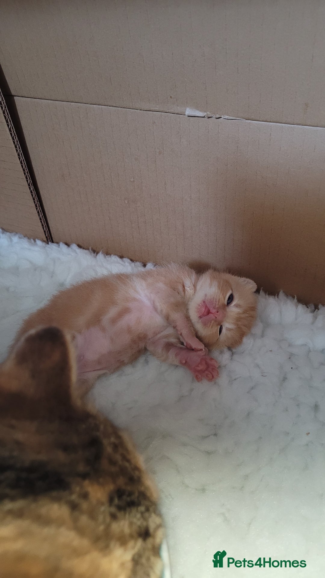 British Shorthair cats for sale: 3 stunning bsh kittens  - Image 2