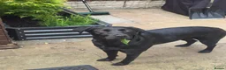 Labrador Retriever dogs for sale: Willow - Young Labrador looking for a special home - Advert 3