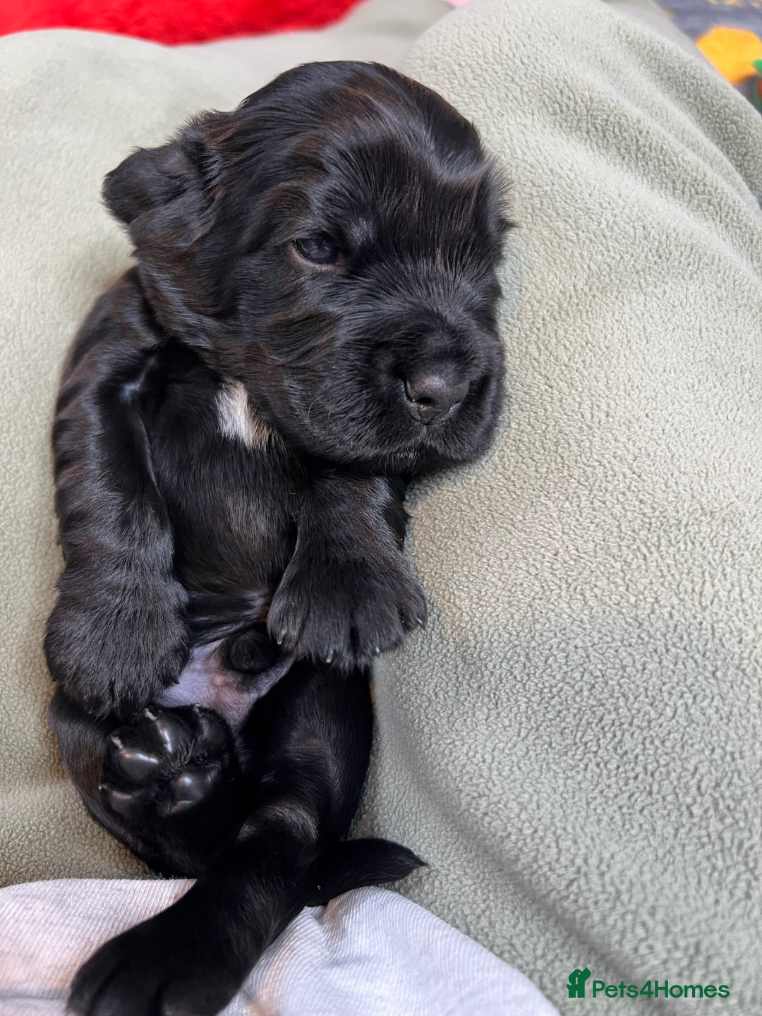 Cocker Spaniel dogs for sale: Show-Quality Cocker Spaniel Puppies  - Advert 2