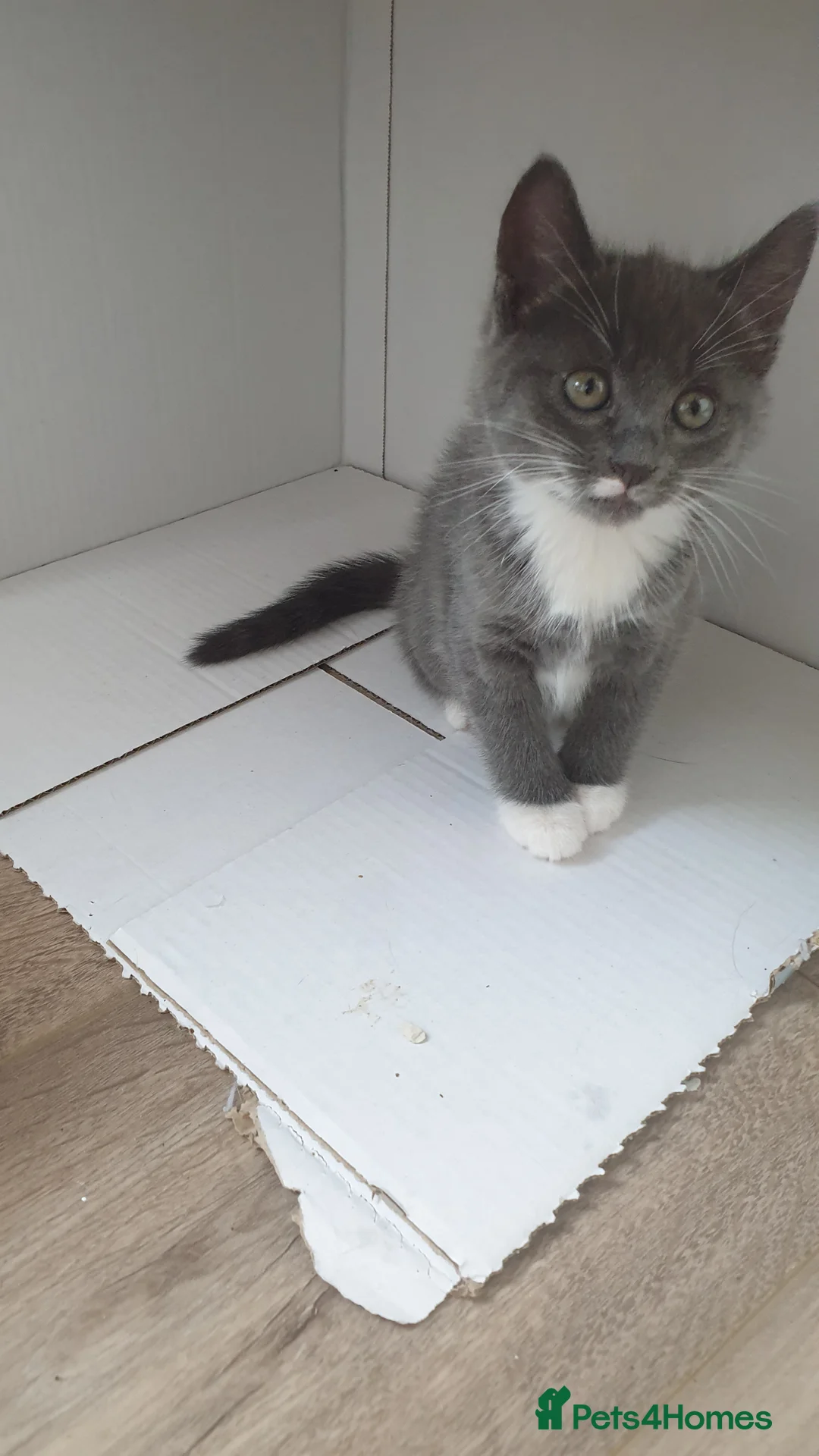 Mixed Breed cats for sale: 3 beautiful kittens. 2 grey females & 1 boy  - Advert 2