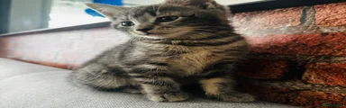 Mixed Breed Kitten 1