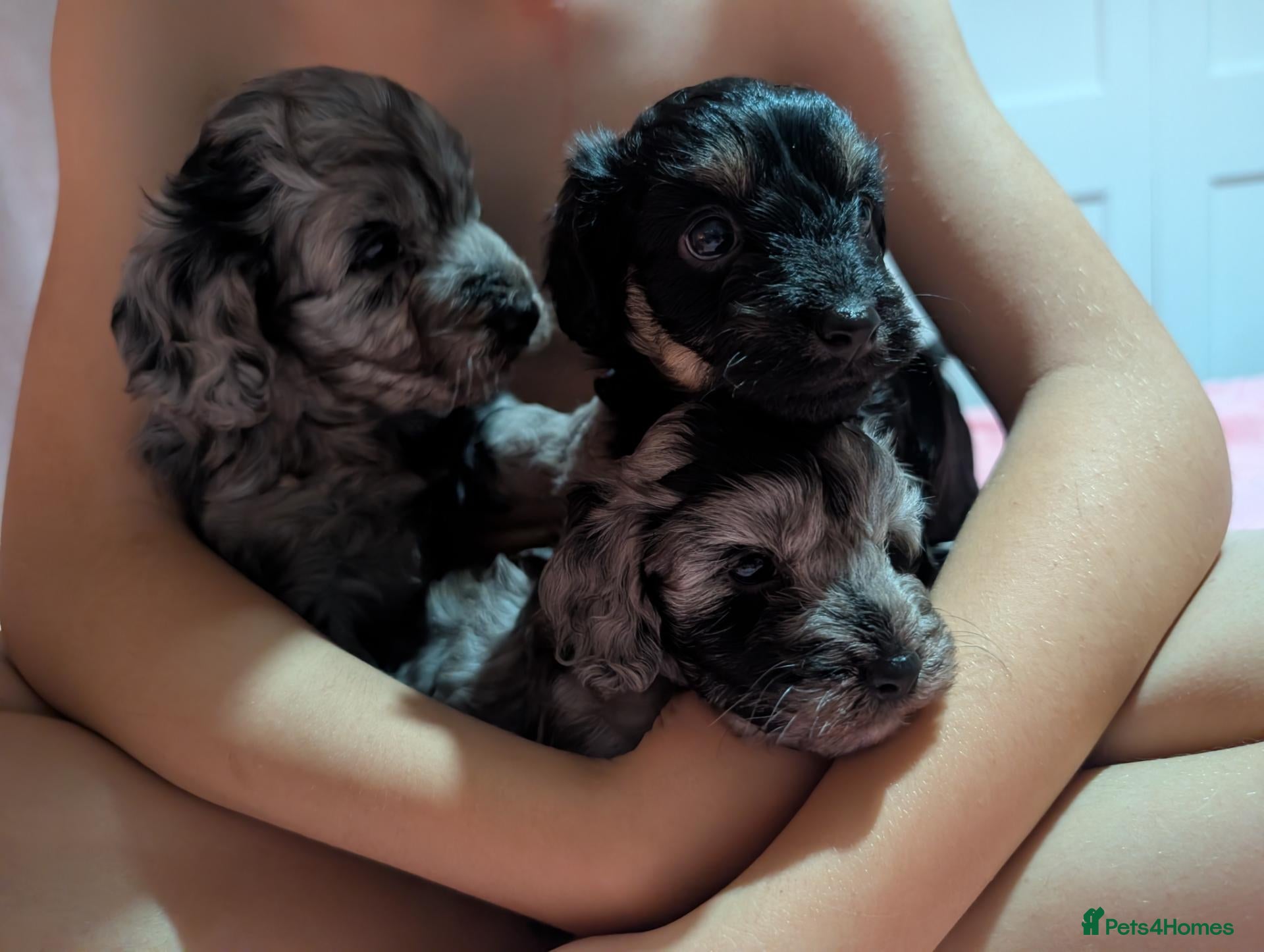 Cockapoo dogs Cockapoo pups f2b ready to leave 7th October  - Advert 17