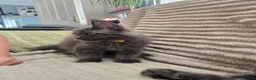 Maine Coon cats for sale: Blue Maine Coon tica registered  - Advert 6