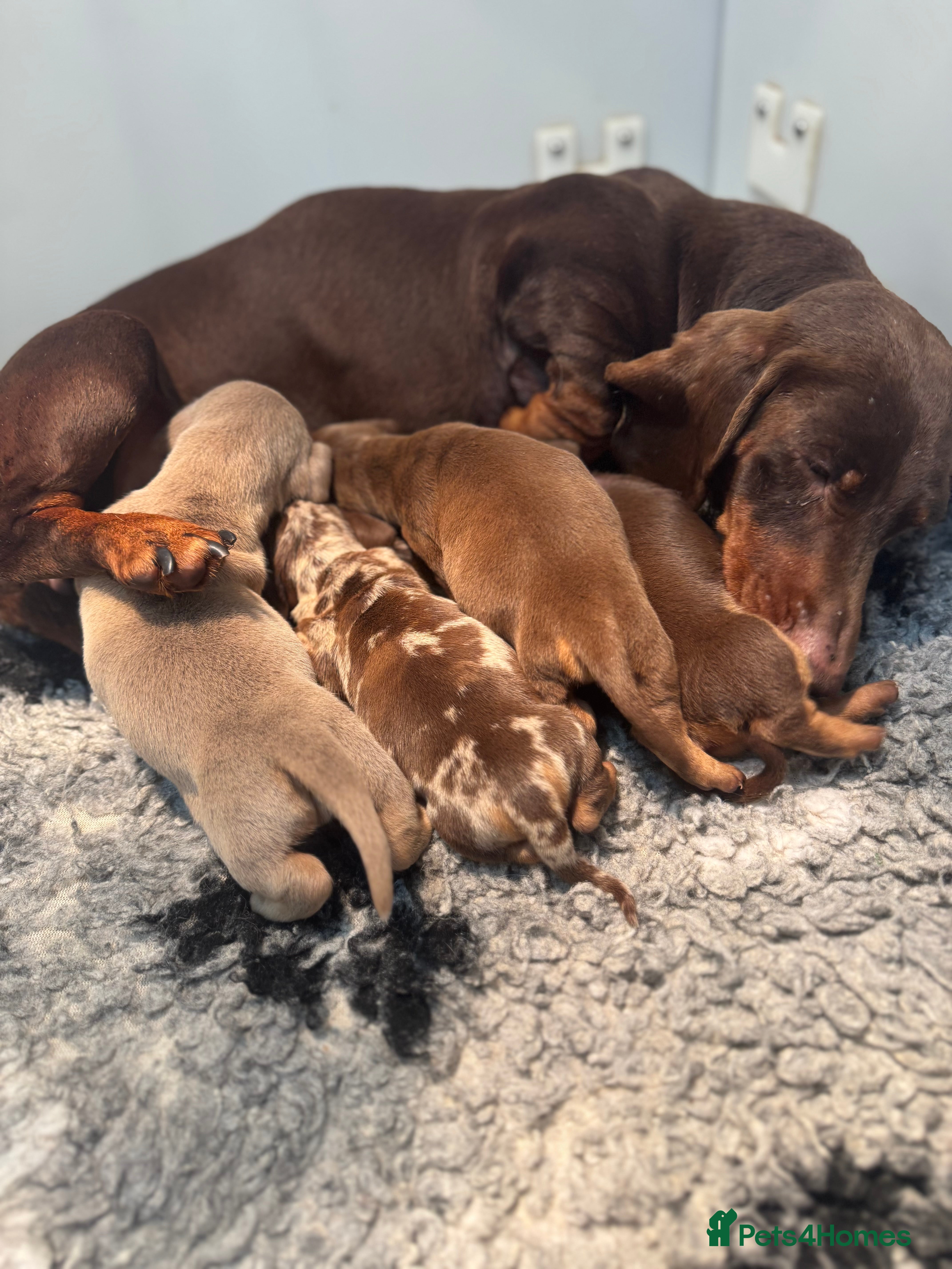 Miniature Dachshund dogs 5⭐️ Licensed. PRA clear kc registered  - Advert 2