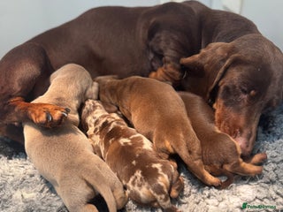 Miniature Dachshund dogs 5⭐️ Licensed. PRA clear kc registered - Advert 1