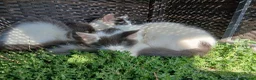 British Longhair cats for sale: 2 fluffy male kittens - Advert 4