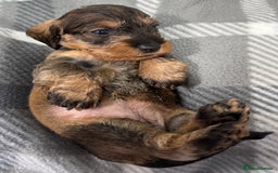 Miniature Dachshund dogs for sale: Stunning miniature wire haired dachshunds  - Image 11