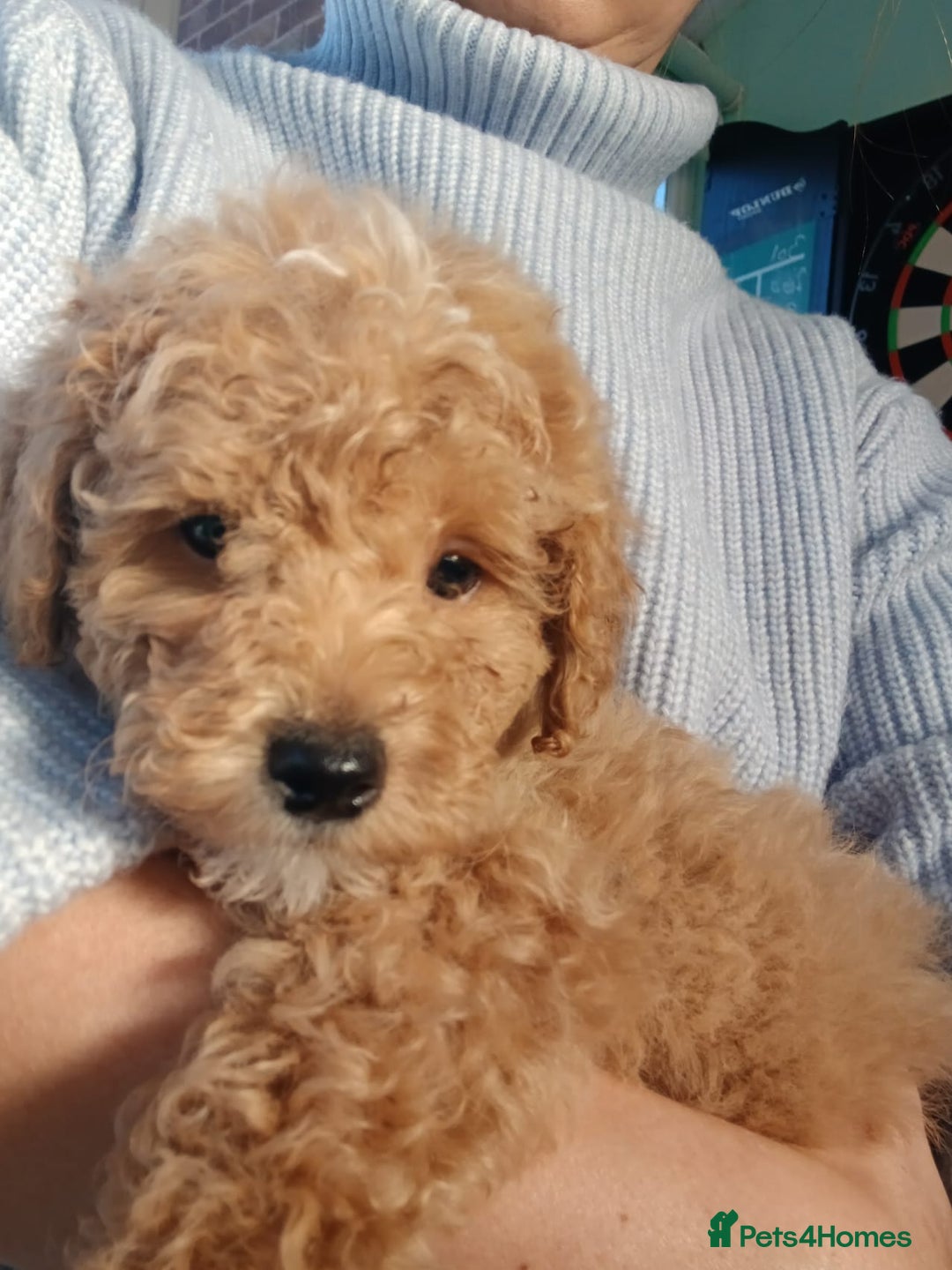 Goldendoodle dogs for sale: Mini Goldendoodle boy - Advert 5