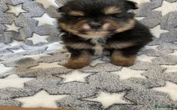 Pomeranian dogs for sale: Beautiful pomeranian Puppies - Image 18