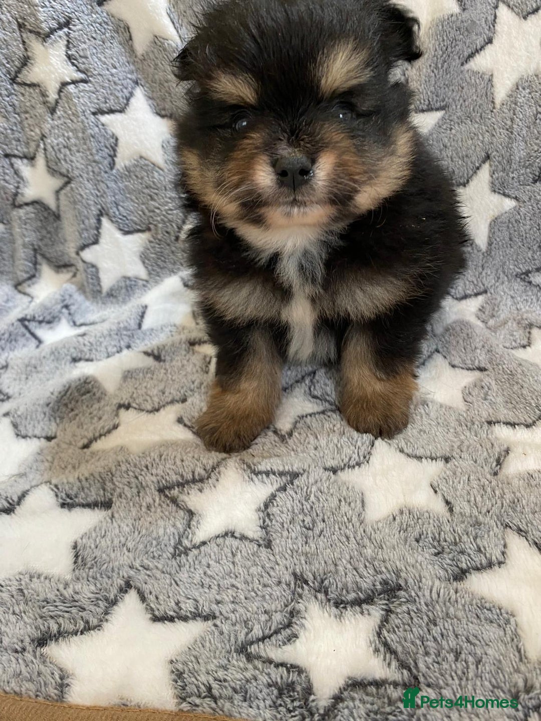 Pomeranian dogs for sale: Beautiful pomeranian Puppies - Image 18