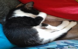 British Longhair cats for sale: Beautiful kitten for sale - Image 15