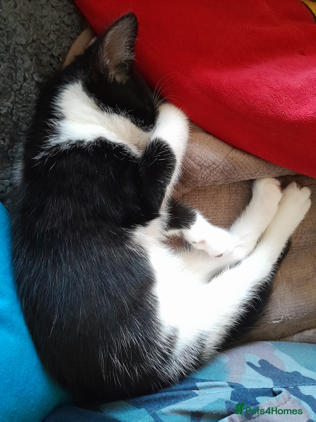 British Longhair cats for sale: Beautiful kitten for sale - Image 15