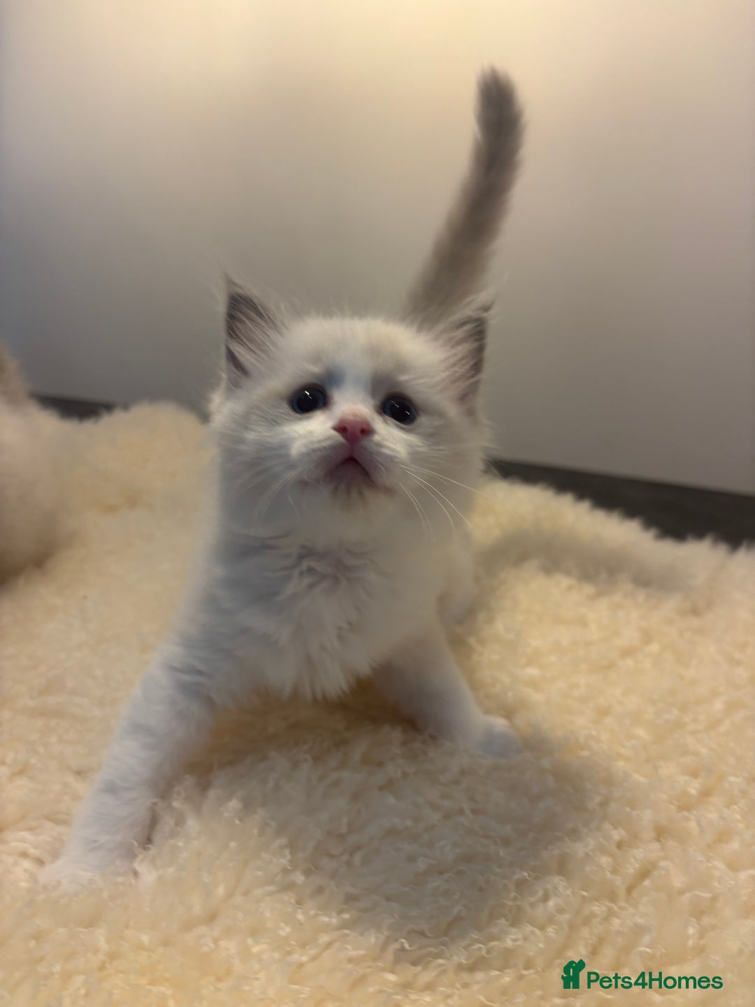 Ragdoll cats for sale: Gorgeous European ragdolls, Tica registered - Image 11