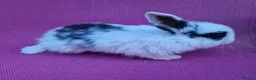 Mini Lop rabbits for sale: Mini lop babies - Advert 5