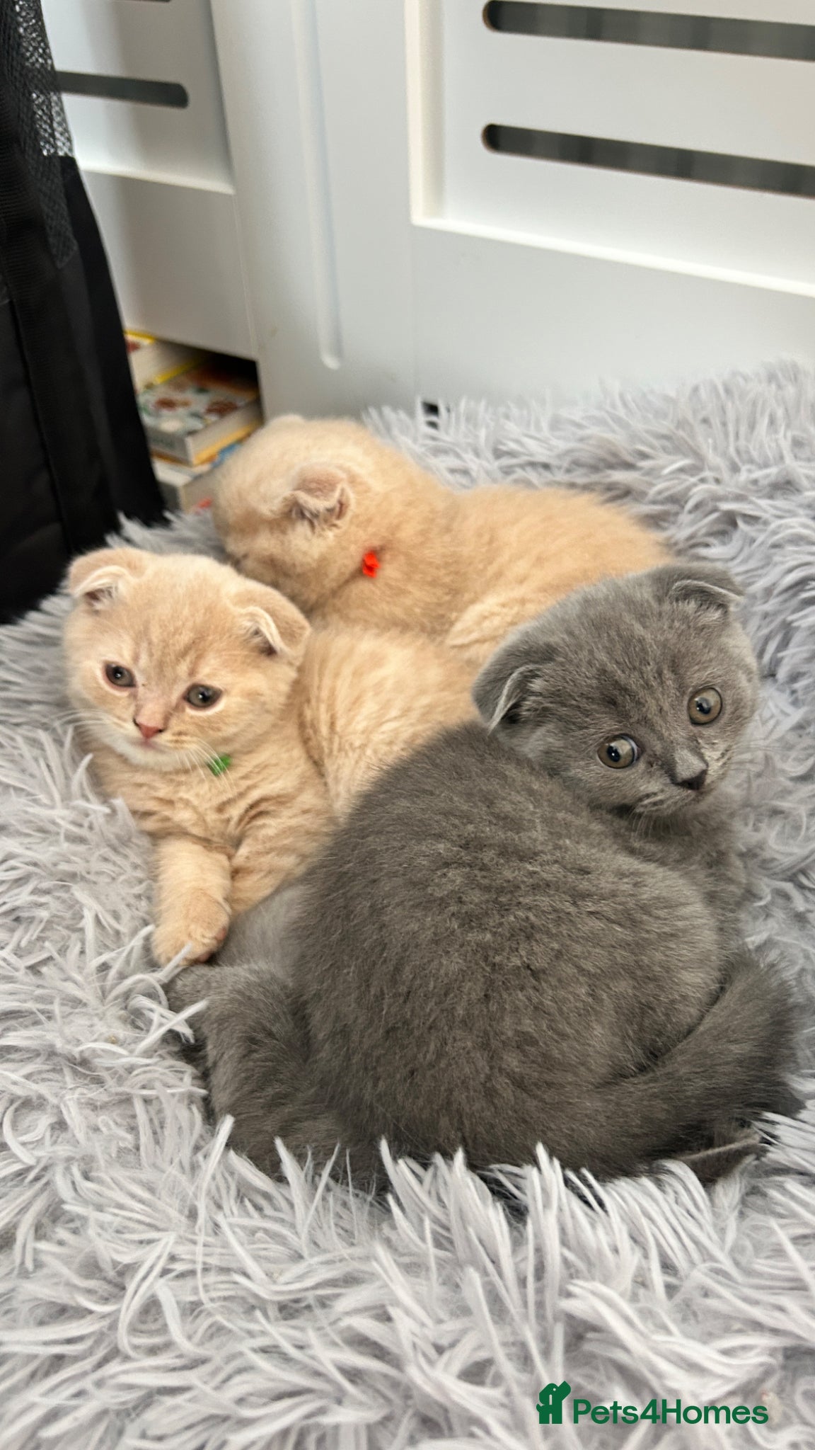 Scottish Fold cats Six Stunning Scottish Fold Kittens  - Advert 2
