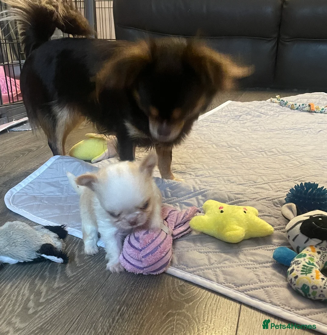 Chihuahua dogs for sale: Gorgeous  little  Longcoat Boy Kc 🌟🌟🌟🌟🌟 - Advert 21