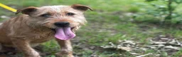 Soft Coated Wheaten Terrier dogs for sale: Wheaten Terrier in London - Advert 2