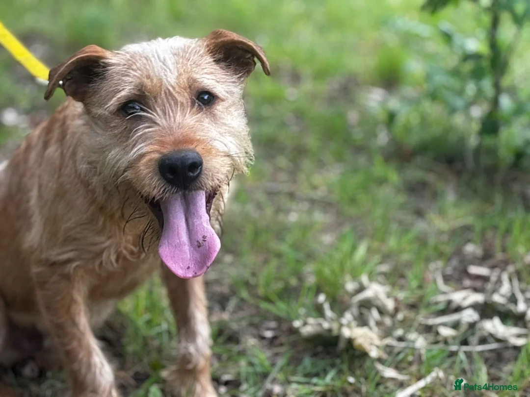 Soft Coated Wheaten Terrier dogs for sale: Wheaten Terrier in London - Advert 2