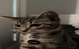 Mixed Breed cats for sale: Urgent Tabby kitten for sale - Image 1