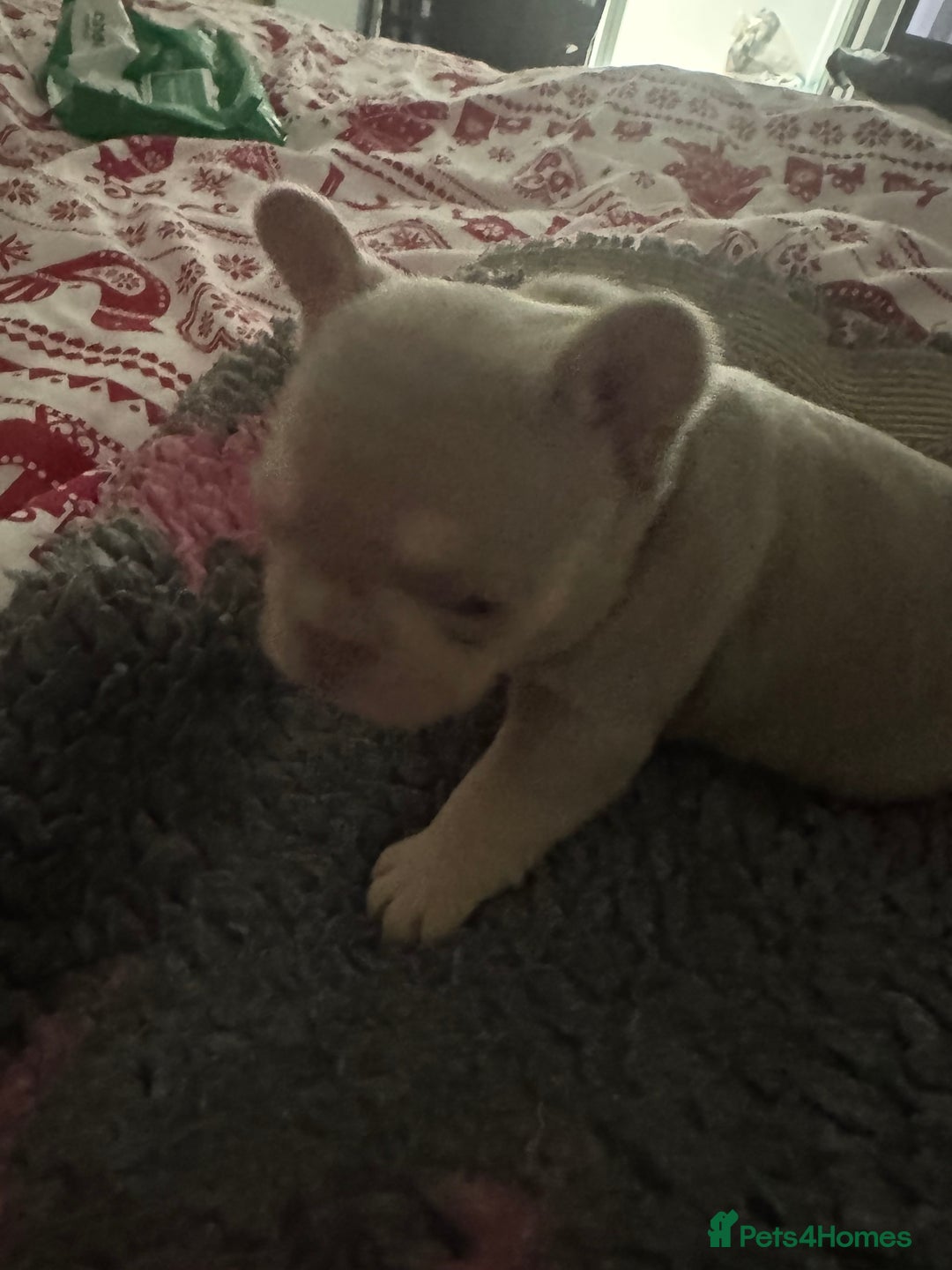 French Bulldog dogs for sale: Outstanding Frenchie pups  - Advert 12