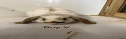Mini Lop rabbits for sale: Beautiful mini lop bunnies  - Advert 3