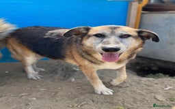 Mixed Breed dogs for adoption: Playful Kaya is Waiting for Her Forever Home! ❤️ - Image 7