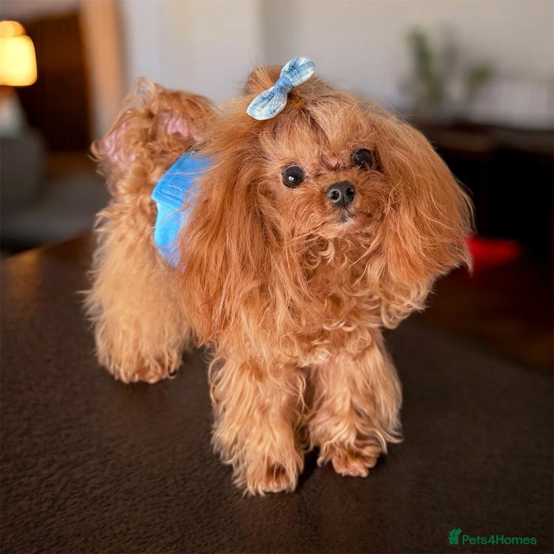 Miniature Poodle dogs for stud: 💎Elite imported Asian teddy bear Poodle Stud 💎 - Advert 9