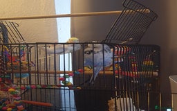 Budgerigars birds for sale: Beautiful budgies looking for a new home - Image 3