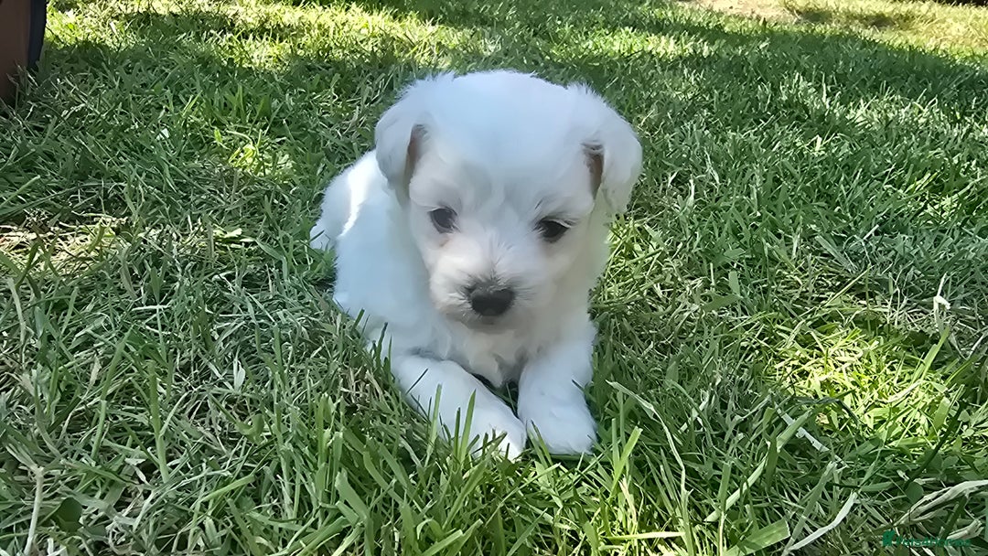 Maltese dogs for sale: 💙 Adorable Maltese Puppies for Sale - Image 11