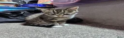 Mixed Breed cats for sale: 3 kittens  - Advert 10