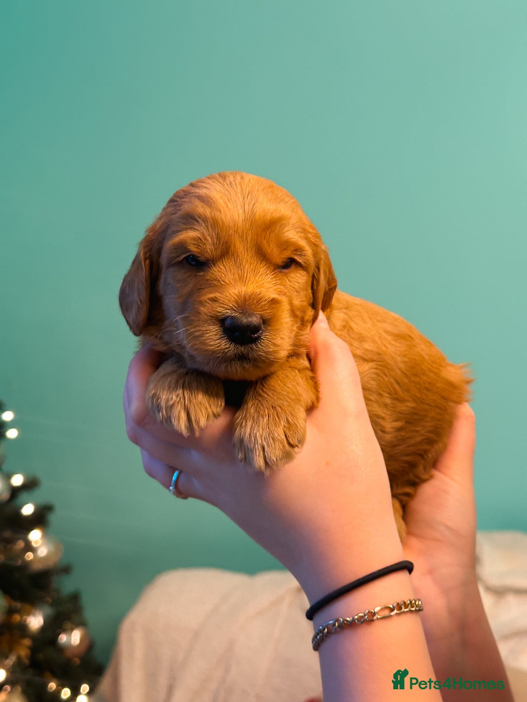 Labradoodle dogs for sale: F2B Labradoodle Puppies – Red & Apricot - Advert 34