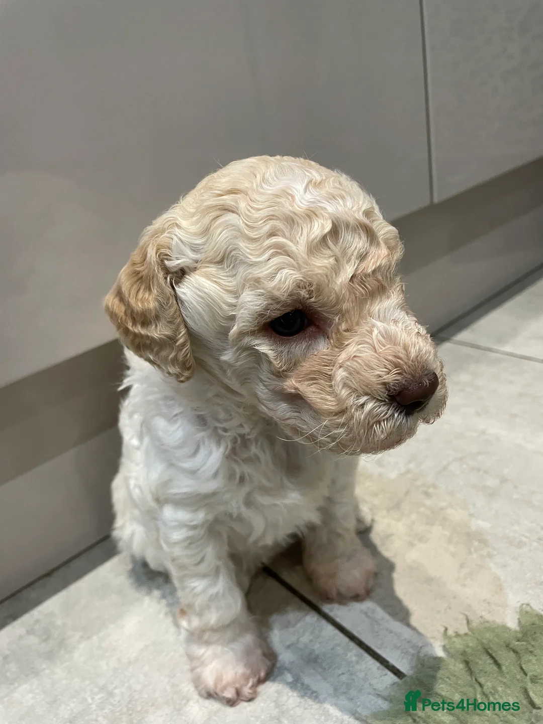 Lagotto Romagnolo dogs for sale: Lagotto Romagnolo puppies , a rarity !  - Advert 4