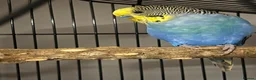 Budgerigars birds for sale: 2 lovely budgies  - Advert 2