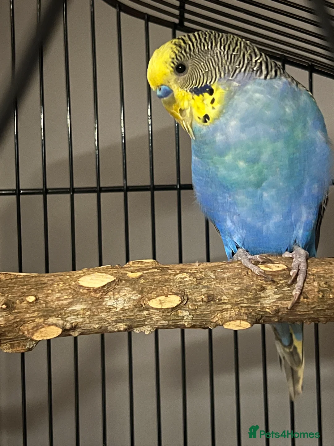 Budgerigars birds for sale: 2 lovely budgies  - Advert 2