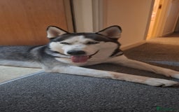 Siberian Husky dogs for sale: Kind bubbly Husky  - Image 2