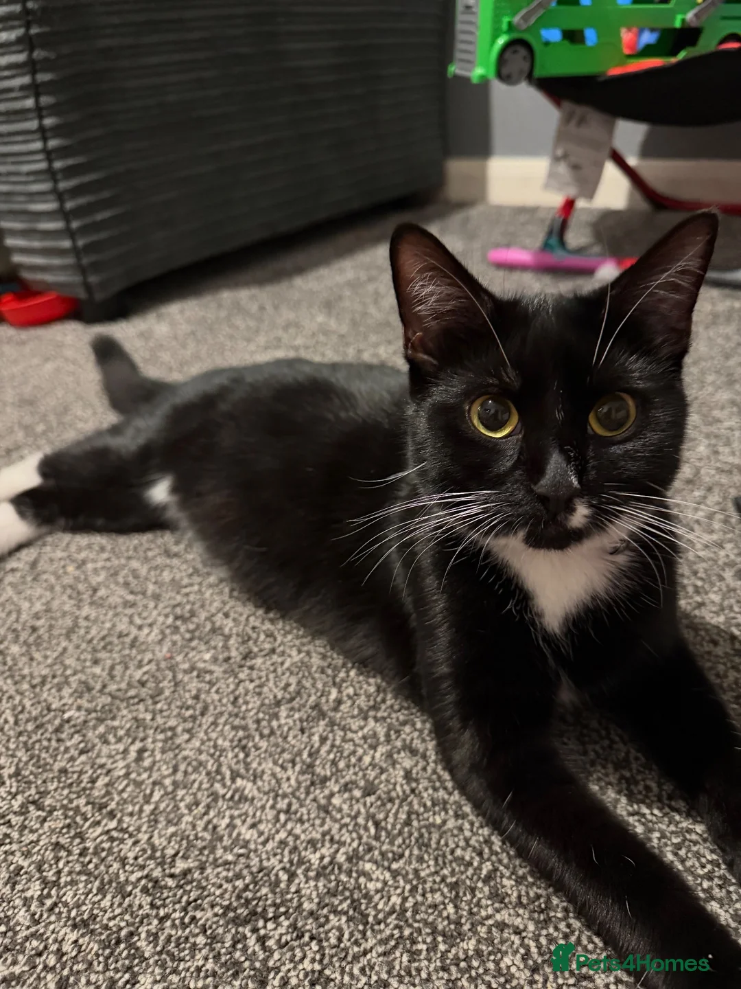 Mixed Breed cats for sale: cats free!  in Winsford - Advert 2